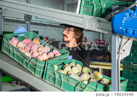 Male warehouse worker loading boxes with mango Male warehouse worker loading boxes with mango 76034346