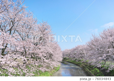 吉野瀬川の桜並木 76034843