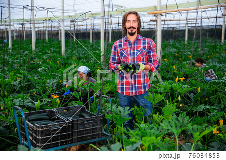 Owner of the greenhouse demonstrates the harvest of zucchini Owner of the greenhouse demonstrates the harvest of zucchini 76034853