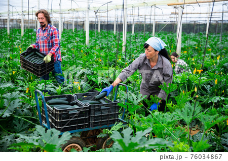positive adult people collecting marrows in their plantation; 76034867