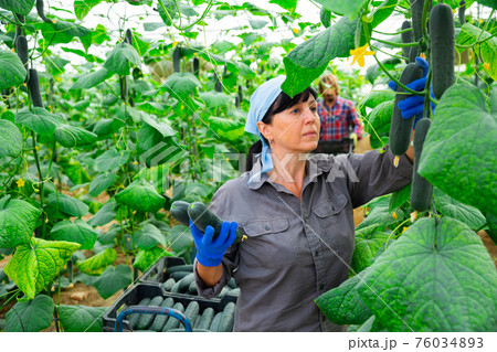 german farmers picking crops of cucumber in hothouse german farmers picking crops of cucumber in hothouse 76034893