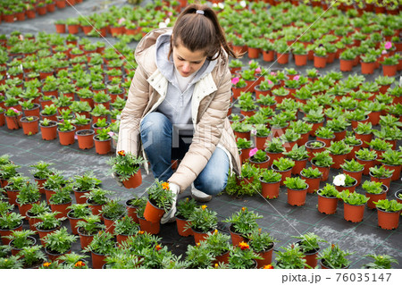 Young woman florist in jacket working with marigold 76035147