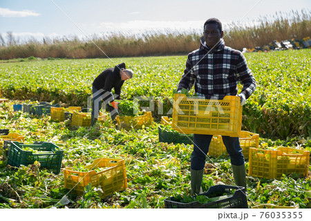 African american man gardener holding crate with fresh celery African american man gardener holding crate with fresh celery 76035355