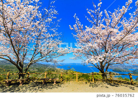 八人ヶ岳公園の桜　【長崎県西海市】 76035762
