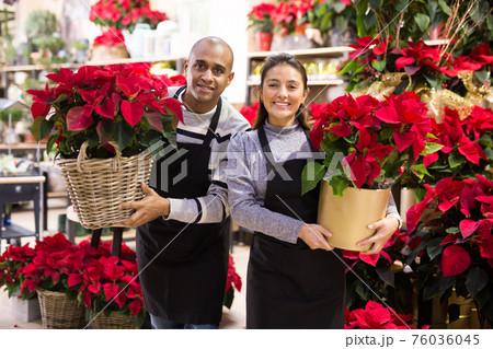 Positive flower shop workers with pots of flowers Poinsettias pulcherrima in hands 76036045