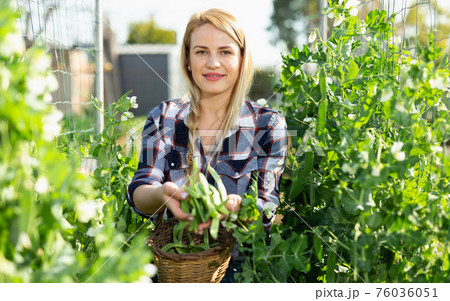 Woman picking green beans Woman picking green beans 76036051