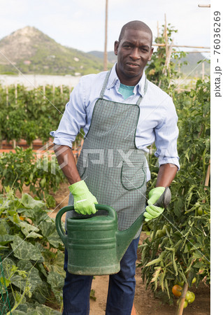 Man watering tomatoes and peppers seedlings with watering pot 76036269