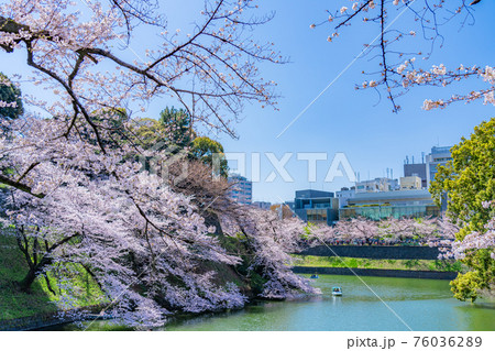 日本の春 東京都千代田区 千鳥ヶ淵の桜並木の写真素材 日本の春 東京都千代田区 千鳥ヶ淵の桜並木の写真素材
