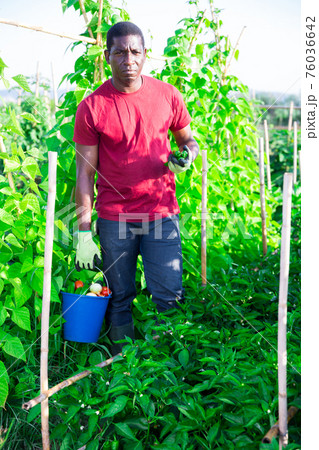 Portrait of an afro american farmer with bucket of ripe vegetables in garden 76036642