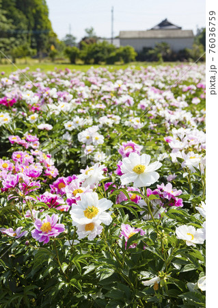 つくば牡丹園　つくば薬草研究所　実験圃場　シャクヤクの花畑 76036759