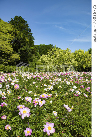 つくば牡丹園 つくば薬草研究所 実験圃場 シャクヤクの花畑の写真素材