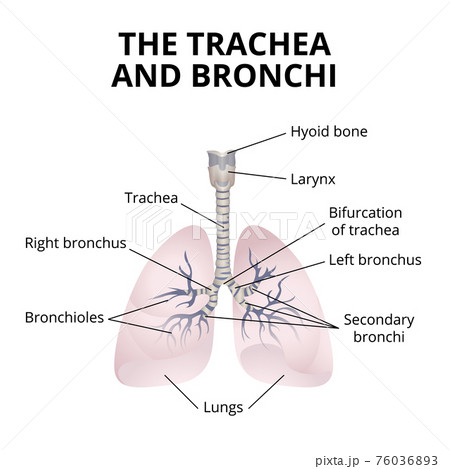 human respiratory organs human respiratory organs 76036893