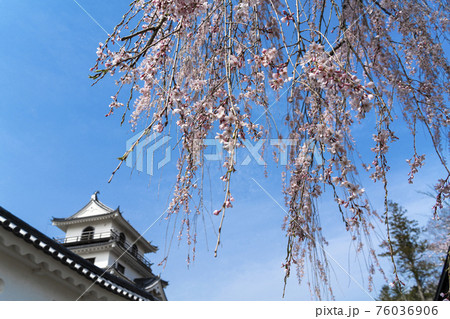 益岡公園の風景　白石城とシダレザクラ　宮城県白石市 76036906