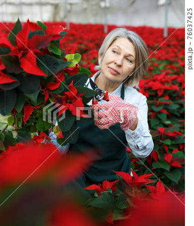 Female trimming Poinsettia in greenhouse Female trimming Poinsettia in greenhouse 76037425