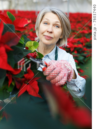 Female florist pruning poinsettia in greenhouse Female florist pruning poinsettia in greenhouse 76037440