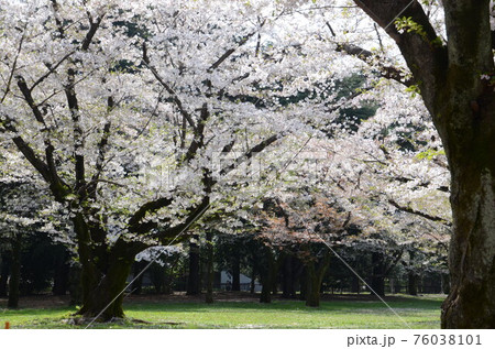 桜_花見_代々木公園 桜_花見_代々木公園 76038101