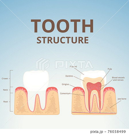 structure of human teeth 76038499