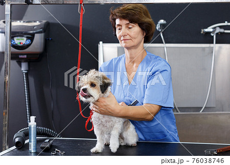 Female groomer performing hair care for puppy 76038746