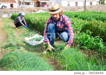 Farmer harvests green onion on the field and puts in plastic box for sale in market 76038949