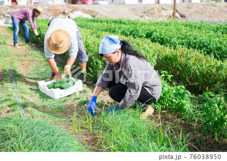 Farm workers gathering crop of chives on vegetable plantation 76038950
