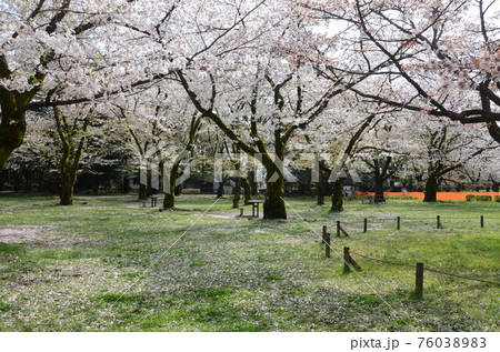 誰も花見客のいない公園の桜の木 76038983