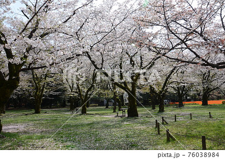 誰も花見客のいない公園の桜の木 誰も花見客のいない公園の桜の木 76038984