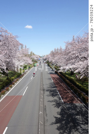 中央線国立駅南口の大学通り 中央線国立駅南口の大学通り 76039224