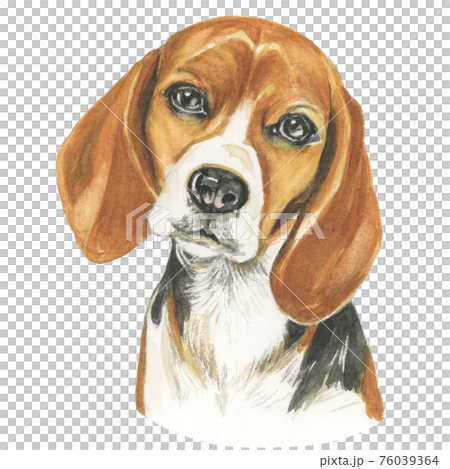 ビーグル犬 【手描き水彩画】のイラスト素材 [76039364] - PIXTA