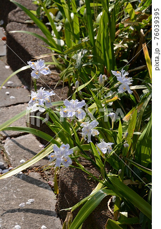 花壇にさく白い花デンドロビュームの写真素材