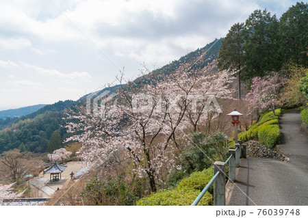 善峯寺の稲荷社付近の桜（京都市西京区） 76039748