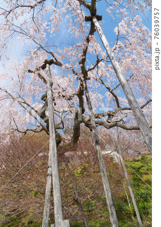 善峯寺のしだれ桜（京都市西京区） 76039757