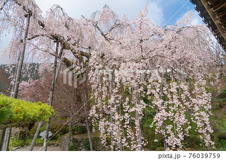 善峯寺のしだれ桜（京都市西京区） 76039759