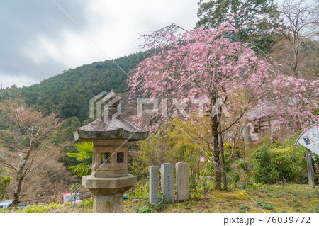 善峯寺の桜(京都市西京区) 善峯寺の桜(京都市西京区) 76039772