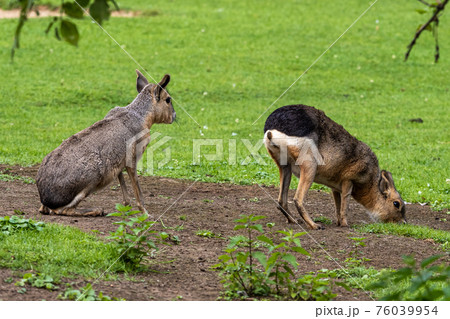 Patagonian Mara, Dolichotis patagonum are large relatives of guinea pigs 76039954