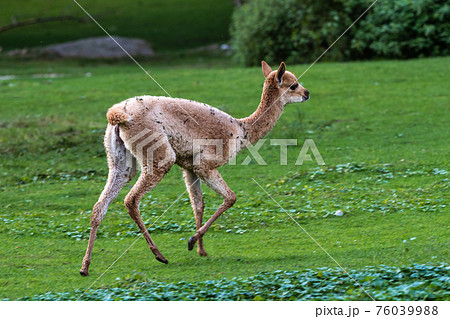 Vicunas, Vicugna Vicugna, relatives of the llama Vicunas, Vicugna Vicugna, relatives of the llama 76039988