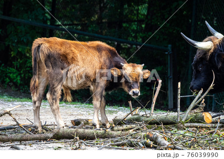 Heck cattle, Bos primigenius taurus or aurochs in the zoo Heck cattle, Bos primigenius taurus or aurochs in the zoo 76039990