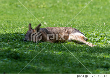 Patagonian Mara, Dolichotis patagonum are large relatives of guinea pigs 76040018