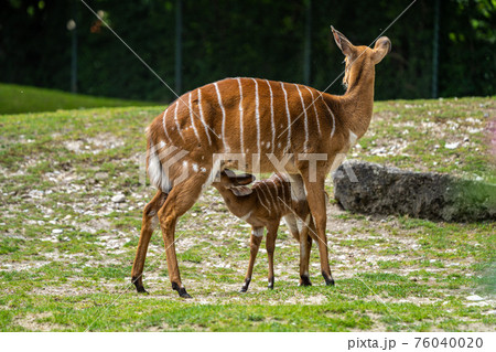 Nyala Antelope - Tragelaphus angasii. Wild life animal. Nyala Antelope - Tragelaphus angasii. Wild life animal. 76040020