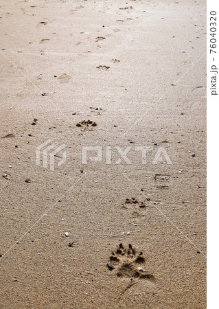砂浜に残る犬の足跡 76040320