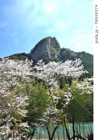 古座川の天柱岩と桜 古座川の天柱岩と桜 76040374