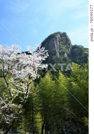 古座川の天柱岩と桜 古座川の天柱岩と桜 76040377