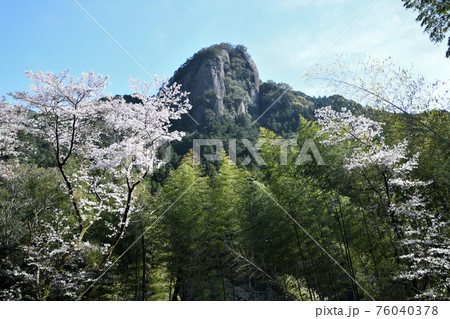 古座川の天柱岩と桜 76040378