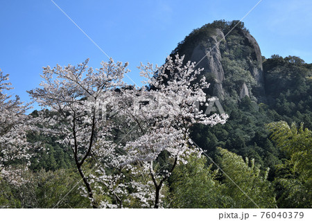 古座川の天柱岩と桜 76040379