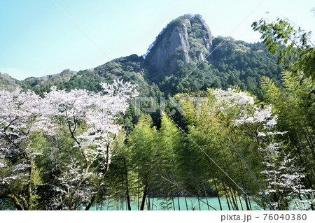 古座川の天柱岩と桜 76040380