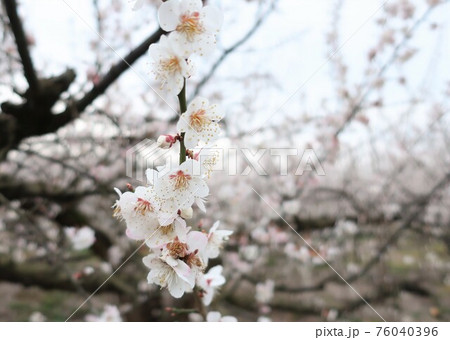 新潟県　田上町　梅林公園　梅の花 76040396