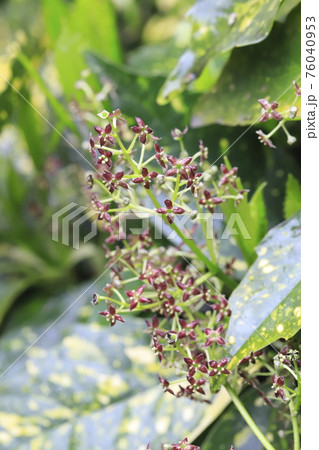色鮮やかなアオキの若葉と花（班入りアオキ）　 76040953