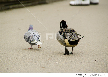 鳩と鴨の競争 鳩と鴨の競争 76041287