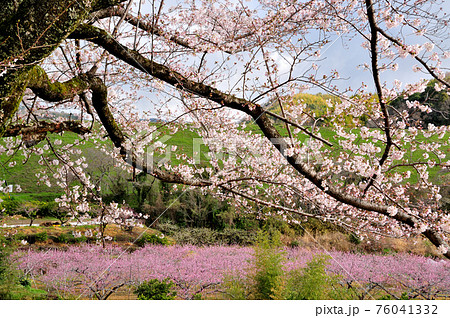 志野神社近くの桃畑と老桜　[和歌山県紀の川市北志野] 76041332
