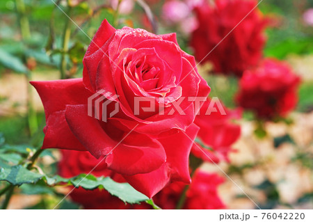 Close up of rose Close up of rose 76042220