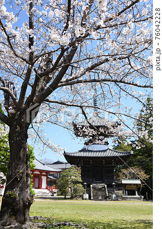 桜咲く高山寺　本堂(左)と多宝塔(右)　[和歌山県田辺市] 76042228